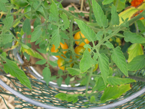 garden tomato