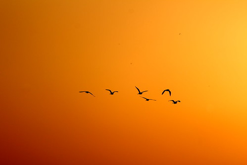 friends sunset red orange india black color colour bird heron nature yellow proud canon photography evening flying fantastic asia view great flight goinghome sunsetlight naturelovers sugam udan 500px sunsetlovers instagram
