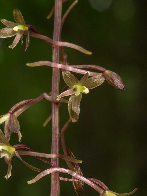 Crane-fly orchid