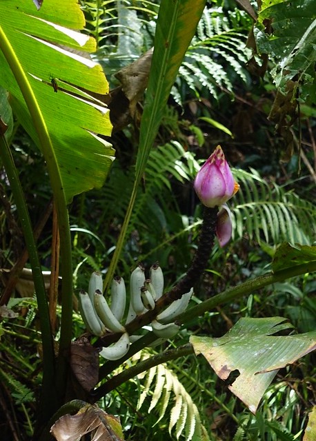 Mulu banana (Musa muluensis or somesuch)