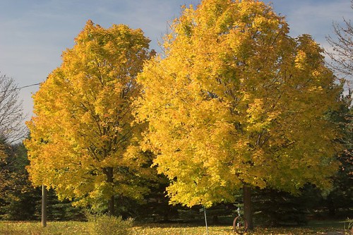 autumn trees colour yellow landscape blogged