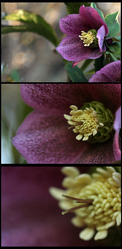 flowers flower macro triptych purple lexington kentucky cream bestviewedlarge arboretum 100mm hellebore