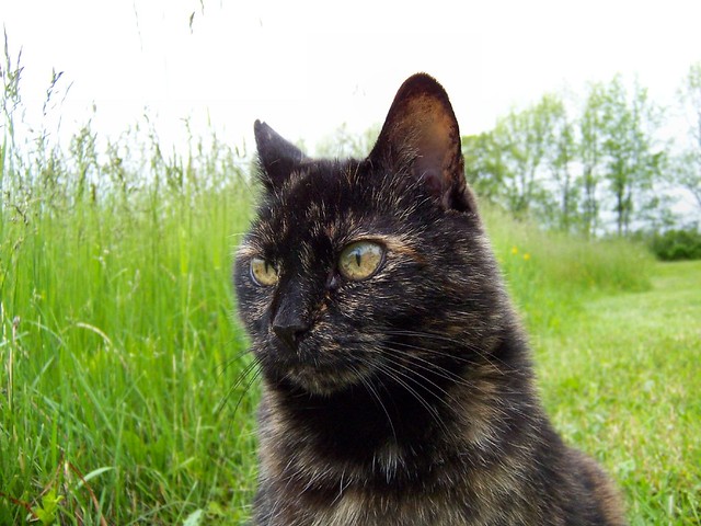 Cat | Flickr - Photo Sharing!