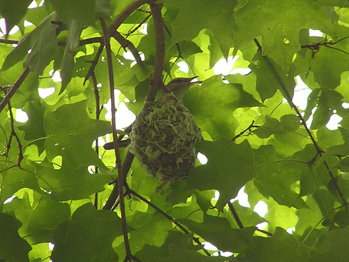 bird nest vireo redeyedvireo michaelwoodruff