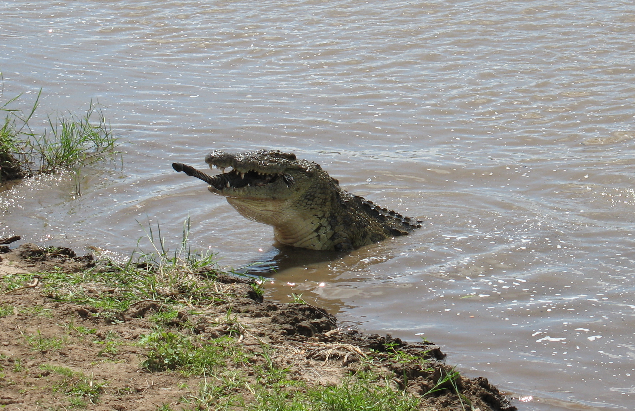 крокодилы в реке нил