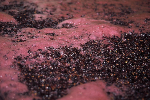 Pinot Noir fermentation in open vat