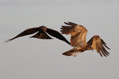 Black kites looking for fish, Marlgu Billabong, Parrys Lagoon CR8B7562