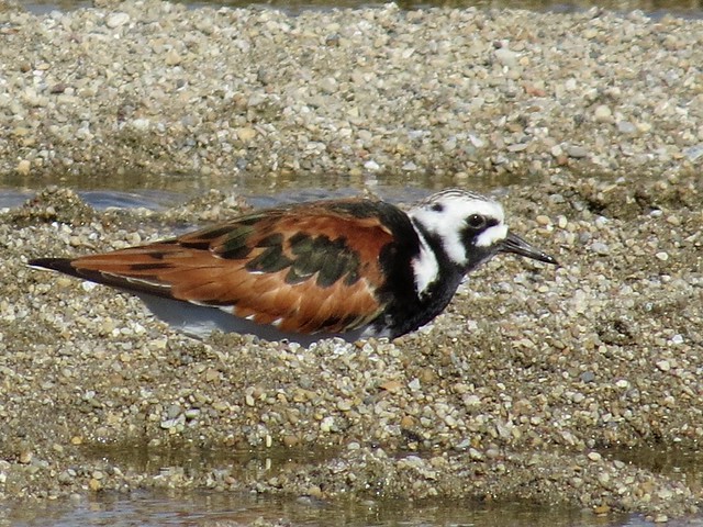 Ruddy Turnstone at the El Paso Sewage Treatment Center in Woodford County, IL 40