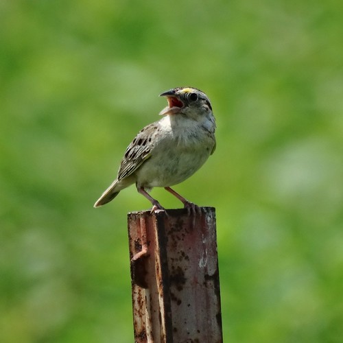 summer bird virginia sparrow