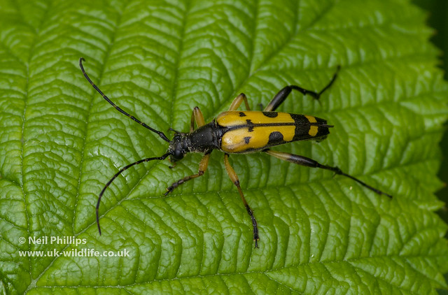 black and yellow longhorn beetle