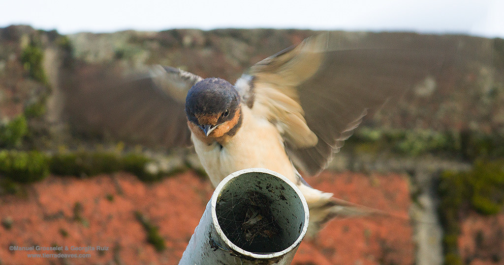 Barn-Swallow-young5666