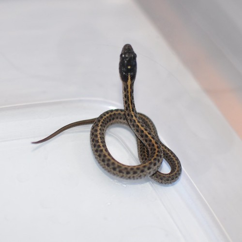 Help identifying baby snake? - The Chat Board - The Well-Trained Mind ...