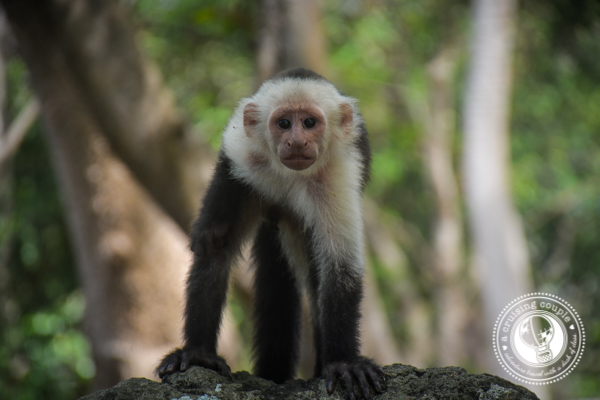 Capuchin Monkey Isla Ometepe Nicaragua