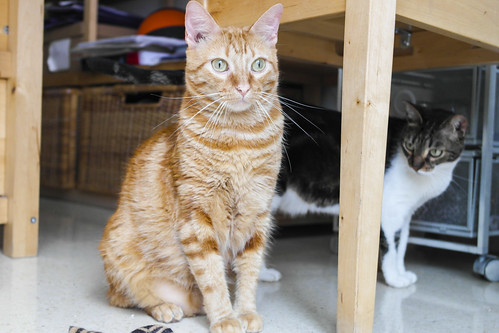 Rubia, gata naranja dibujo tabby de ojos verdes esterilizada y muy cariñosa, nacida en 2013, necesita hogar. Valencia. ADOPTADA. 18617261295_d076ae99f5