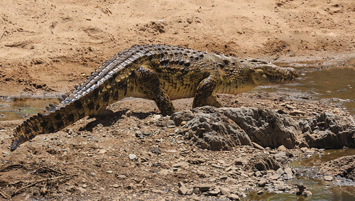 nilecrocodile nilkrokodil crocodylusniloticus reptile reptil sand 2015 anymotion nyabogatiriver serengetinationalpark tanzania tansania africa afrika travel reisen animal animals tiere nature natur wildlife 7d2 canoneos7dmarkii ngc npc