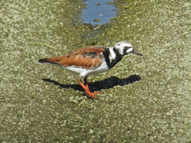 Ruddy Turnstone at the El Paso Sewage Treatment Center in Woodford County, IL 34