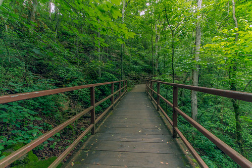 travel trees usa forest outside outdoors hiking path tennessee scenic roadtrip adventure railing dandangler