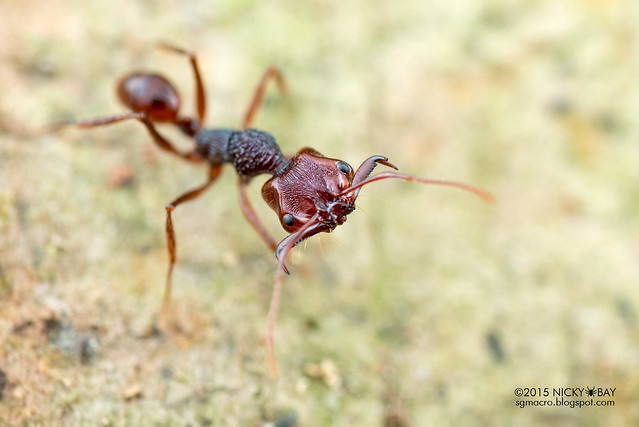 Trap jaw ant (Anochetus sp.) - DSC_5593