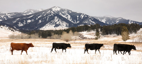 cows crazymountains mountains snow winter trees