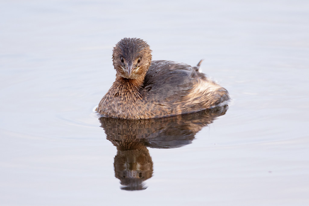 A pied-billed grebe in non-breeding plumage after it has surfaced
