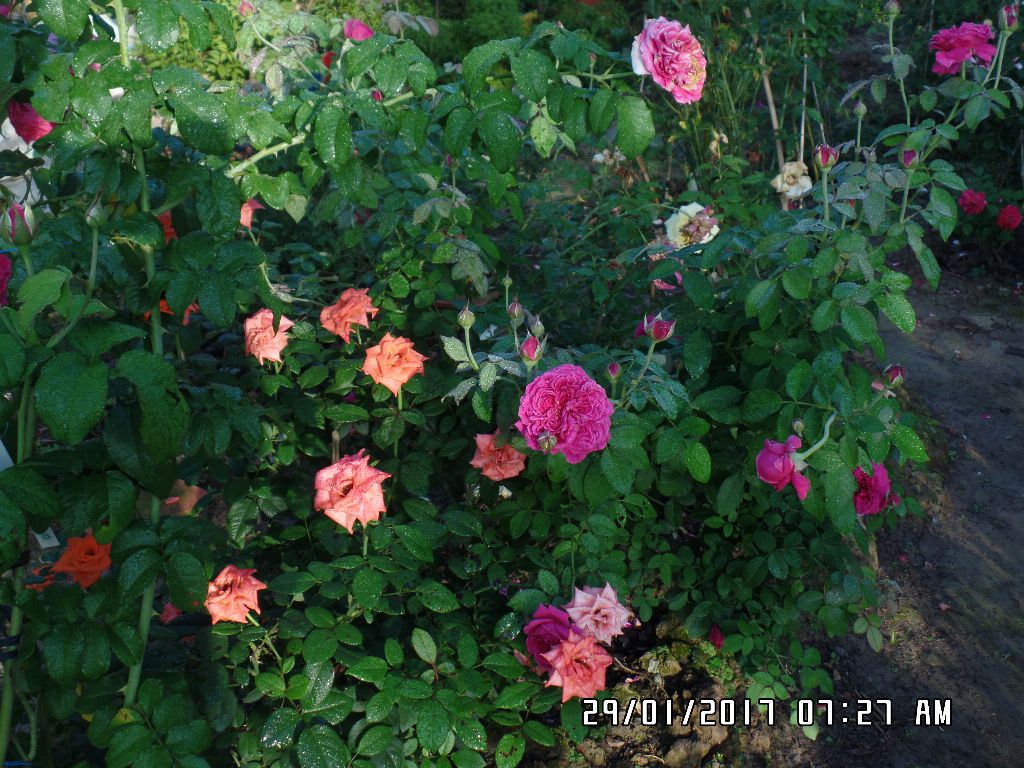 Hồng Ngoại William 2000 và giống hồng màu cà rốt Sa Đéc