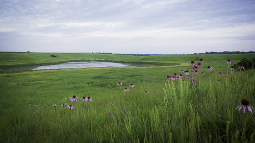 nature coneflowers iowa prairie