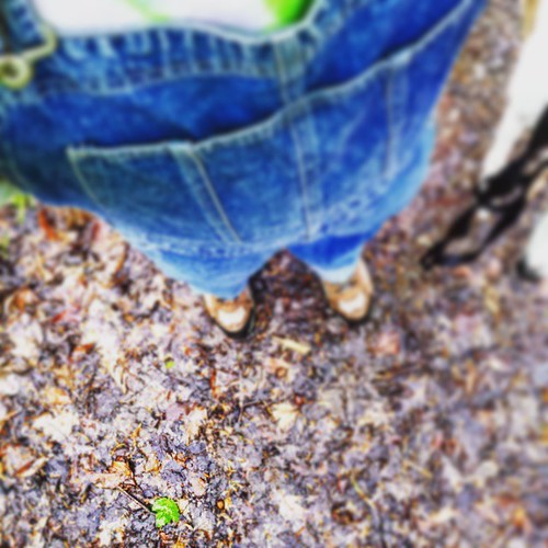 A single fallen green leaf #ChestnutRidge #wny #OrchardPark #overalls