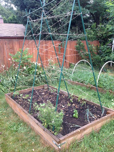 The former greens bed. Now planted in beans and carrots.