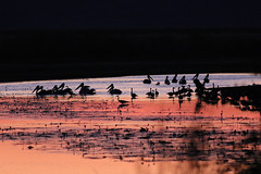Pelicans and Magpie Geese, Marlgu Billabong, Parrys Lagoon at sunset CR8B7469