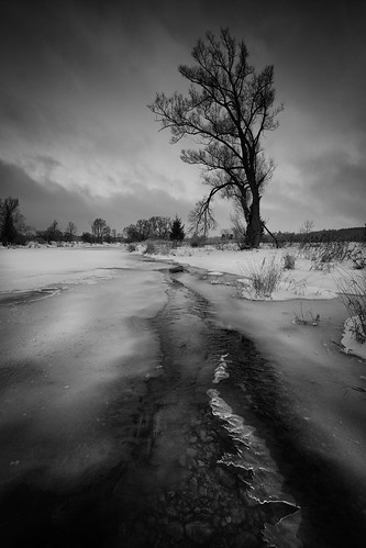 morning grandriver tree blackandwhite snow elora ontario markheine wilsonflats lone canada frozen westmontrose ca