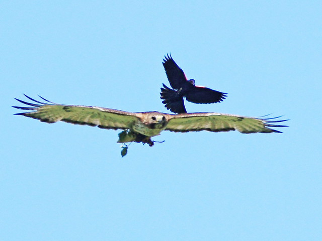 Red-tail pursued by Red-winged Blackbird 06-20150715