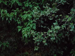 Πεταλούδες Panaxia Quadripunctaria στην κοιλάδα της Ψίνθου