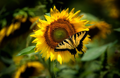 summer butterfly tiger sunflower eastern swallowtail
