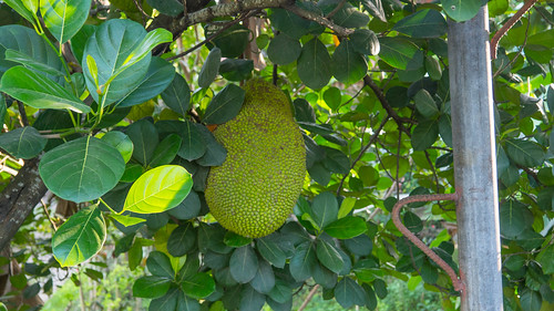 catmon cebu filipino philippines jackfruit