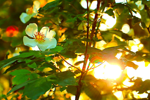 flower nature sunrise canon wildrose 1200d efs18135mmf3556isstm