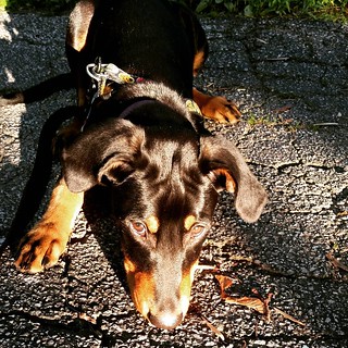 We're doing our #puppytraining homework... loose leash walking. I guess I made Penny "wait" so long, she decided she might as well lay down. #dobermanpuppy #instapuppy #puppygram #puppyeyes #dobiemix #adoptdontshop #rescuedpuppiesofinstagram #puppypaws #p