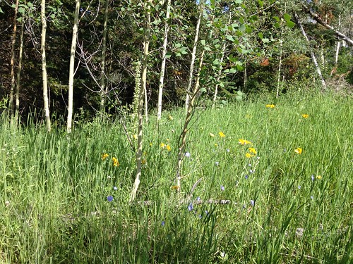colorado meadow hike wildflowers aspen mesacounty uncompahgreplateau