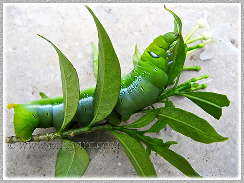 Caterpillar feasting on our Pinwheel Plant, March 13 2015