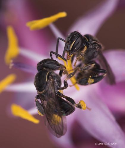 macro brasil polinização nativas simbiose plebeia stinglessbees meliponini abelhassemferrão melipona abelhamirin juliopupim