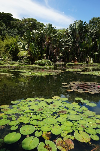 Lago Frei Leandro (Friar Leandro's Lake) at Jardim Botânico (Botanical Gardens) - Rio de Janeiro, Brazil