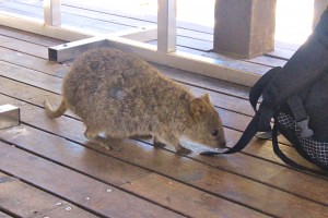 The first Quokka I've ever seen!  I had to wait 28 years!
