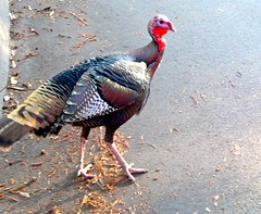 Wild turkey on UC-Santa Cruz campus
