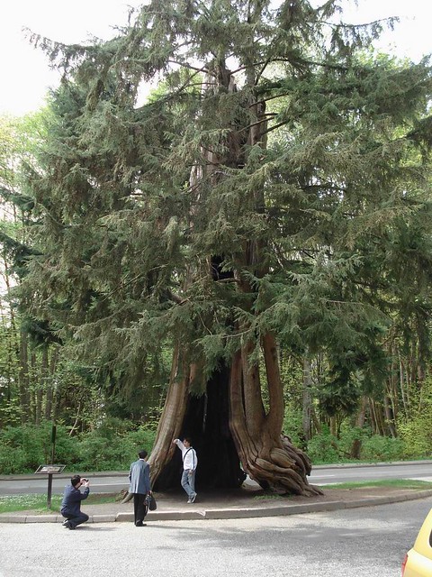 Hollow tree tourists