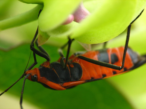 orange macro bug mississippi insect upsidedown hanging hang refuge noxubee dcr250 raynox rogersmith noxubeenationalwildliferefuge