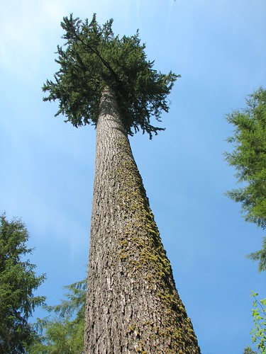 A massive Douglas Fir tree