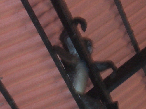 thailand, railay, monkeys DSCF0355