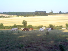 607B0671 - Photo des vaches - Photo of Boissy-Maugis