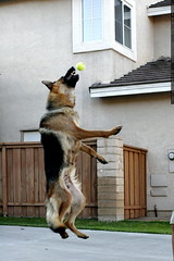 jack's flying dog catches a tennis ball    MG 8252 