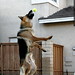 jack's flying dog catches a tennis ball    MG 8252