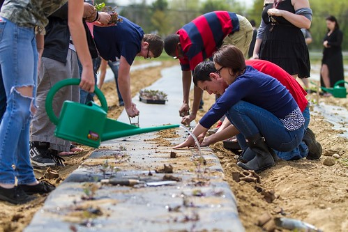 Students plant hundreds of red Russian kale seedlings to be harvested for their summer CSA program